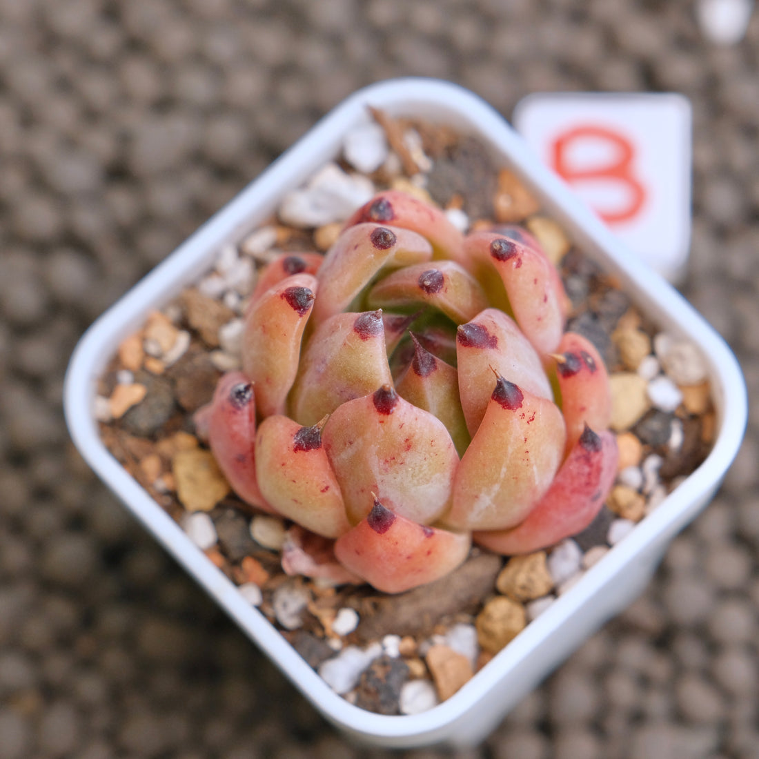 Echeveria Eagle Claw (hwaga hybrid) Korean Succulent Plant - B