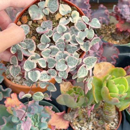 Variegated String of Hearts Succulent Plant