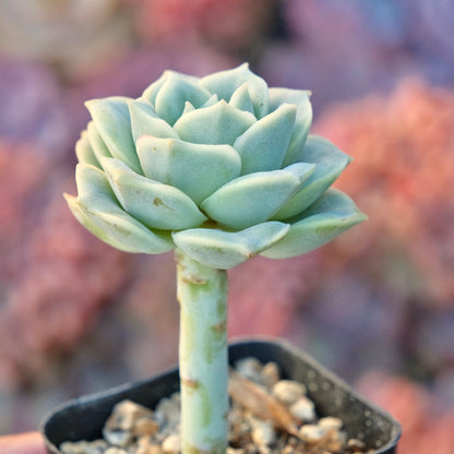 Graptoveria Lovely Rose Succulent Plant