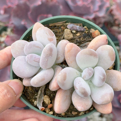 Pachyphytum oviferum Succulent Plant