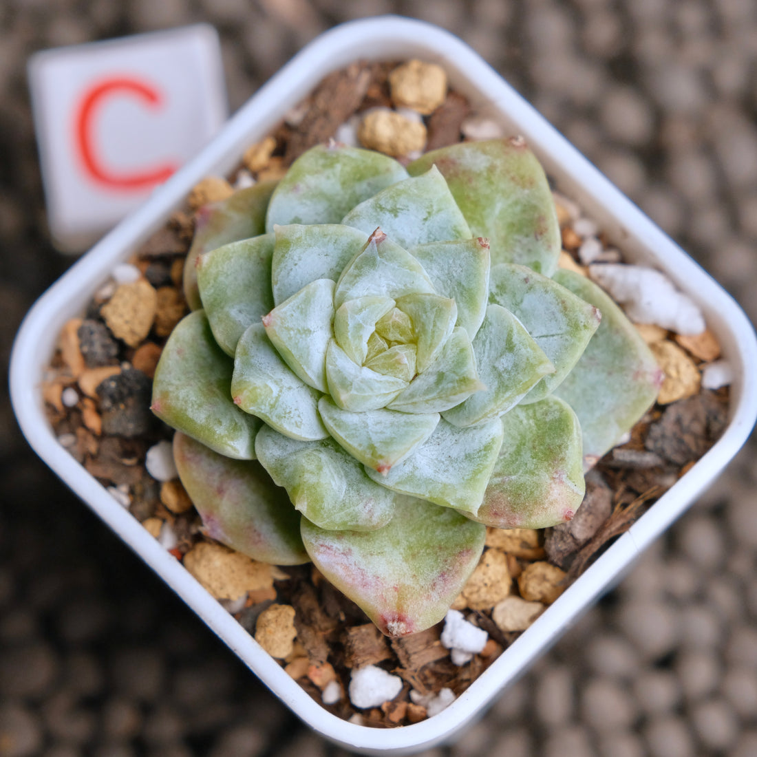 Echeveria Icy Snow (Monstrose) Imported Succulent Plant - C