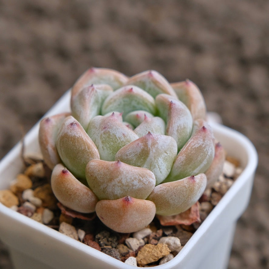 Echeveria Sunsu Imported Succulent Plant - A