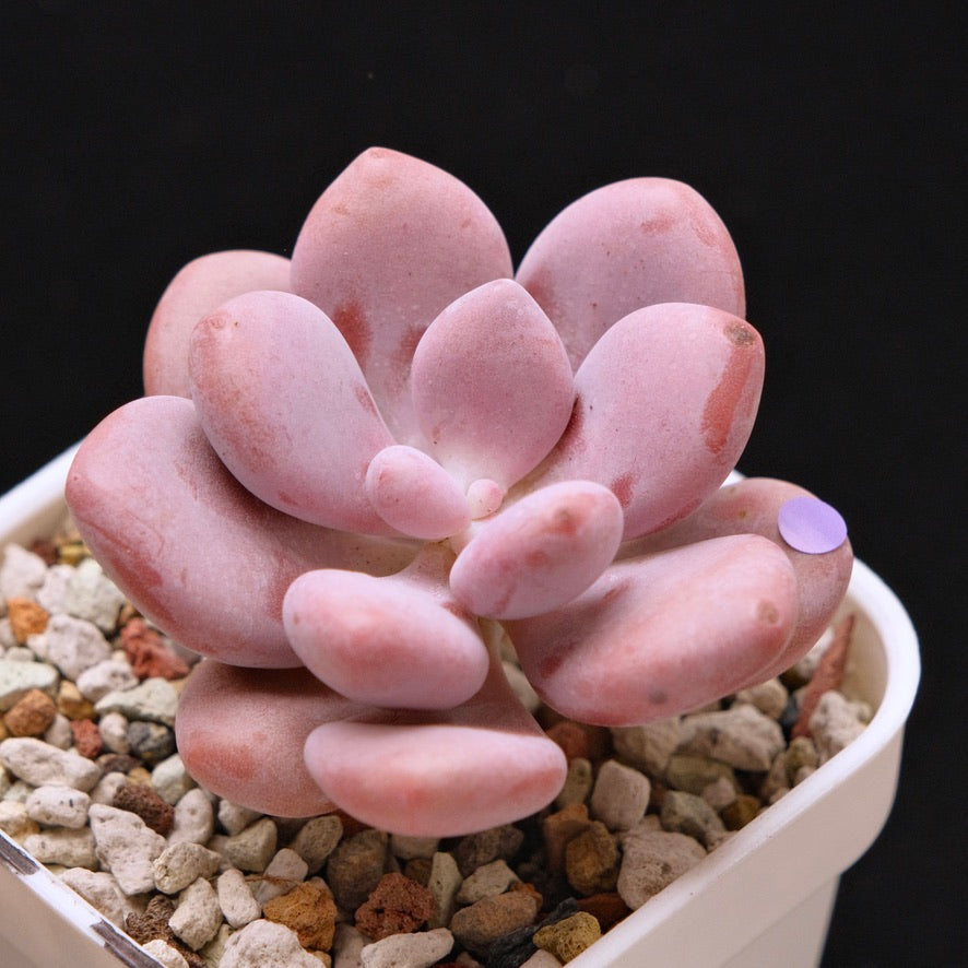 Graptopetalum Pink One Korean Succulent Plant