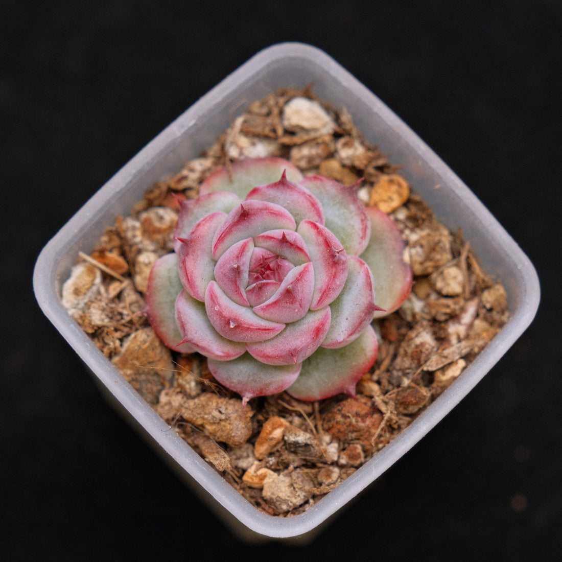Echeveria Marcel baby Korean Succulent Plant