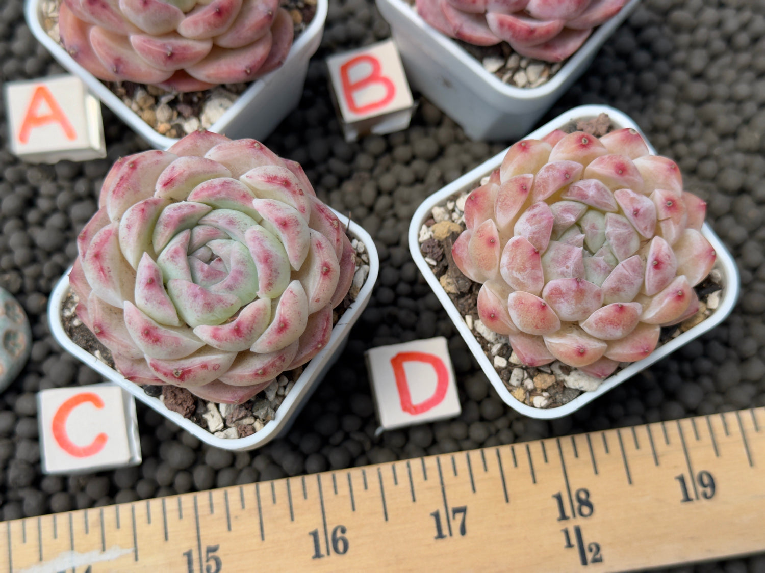 Echeveria Pink Lina Imported Succulent Plant