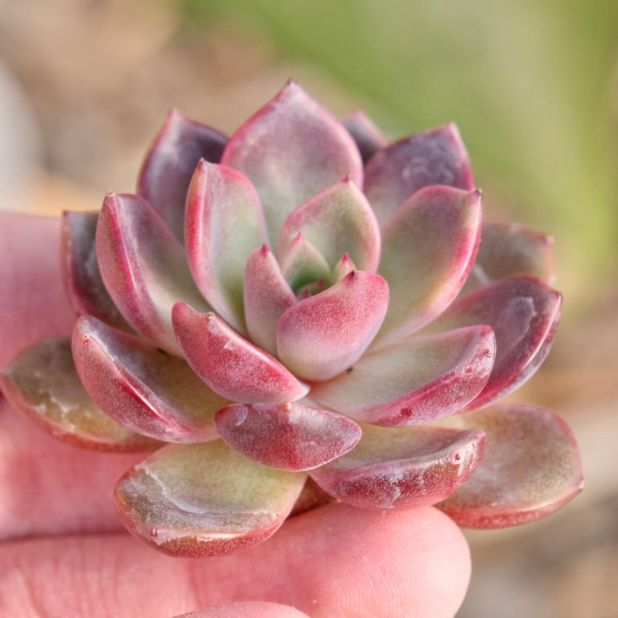 Echeveria Black Pink Korean Succulent Plant Rare Changhee hybrid