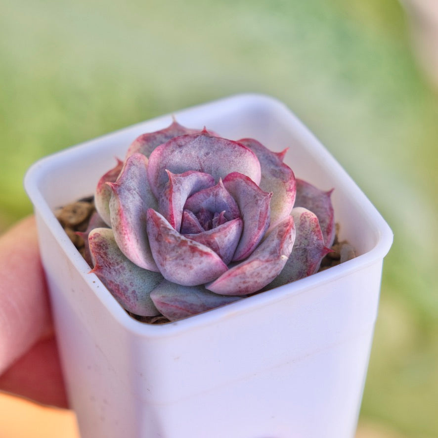 Echeveria Black Coco Korean Succulent Plant