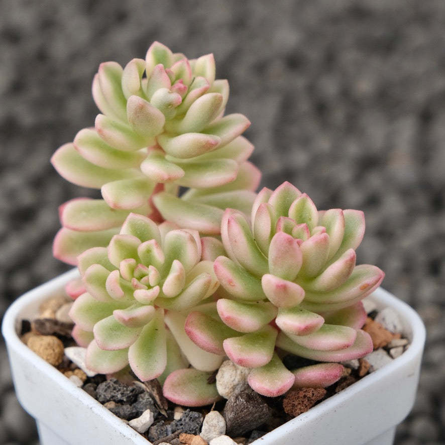 Variegated Sedum Joyce Tulloch Korean Succulent Plant