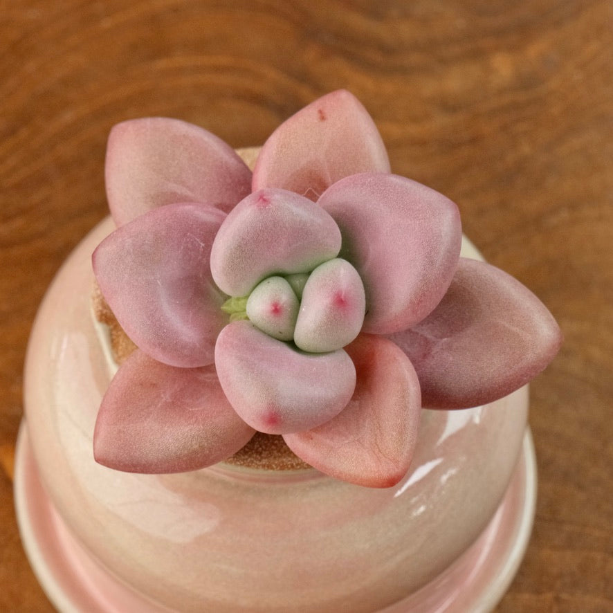 Graptoveria Diamante Rosa Korean Succulent Plant