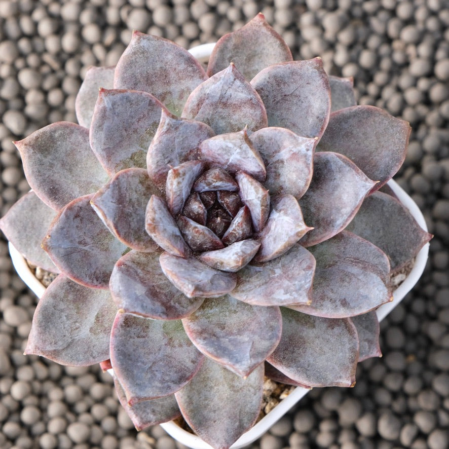 Big Echeveria White Soul Korean Succulent Plant