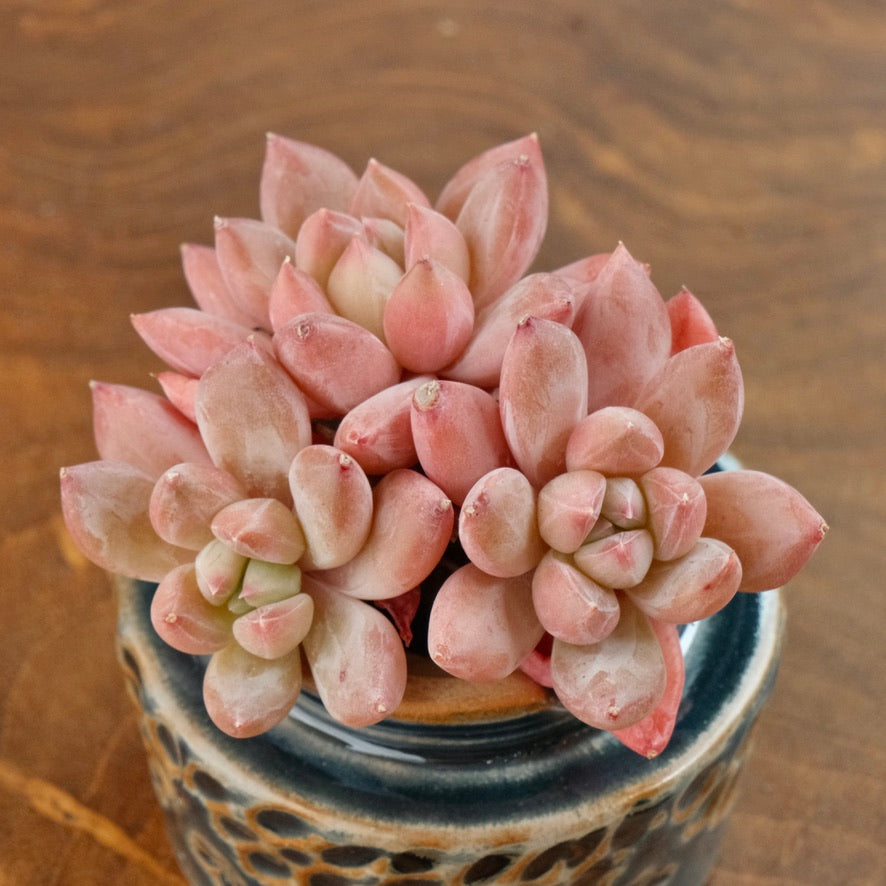 Pachyveria Popcorn triple Imported Succulent Plant