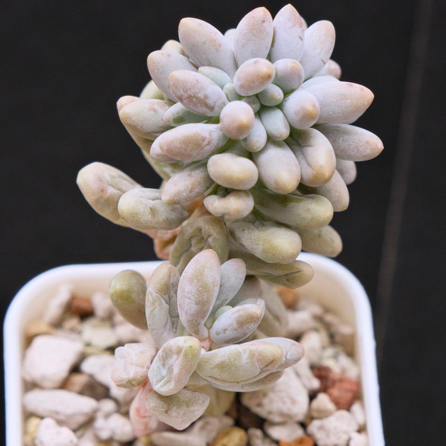 Crested Pachyphytum brachetti Korean Succulent Plant