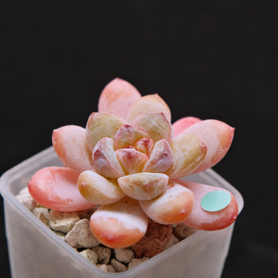Echeveria Star Snow Imported Succulent Plant small 星星雪