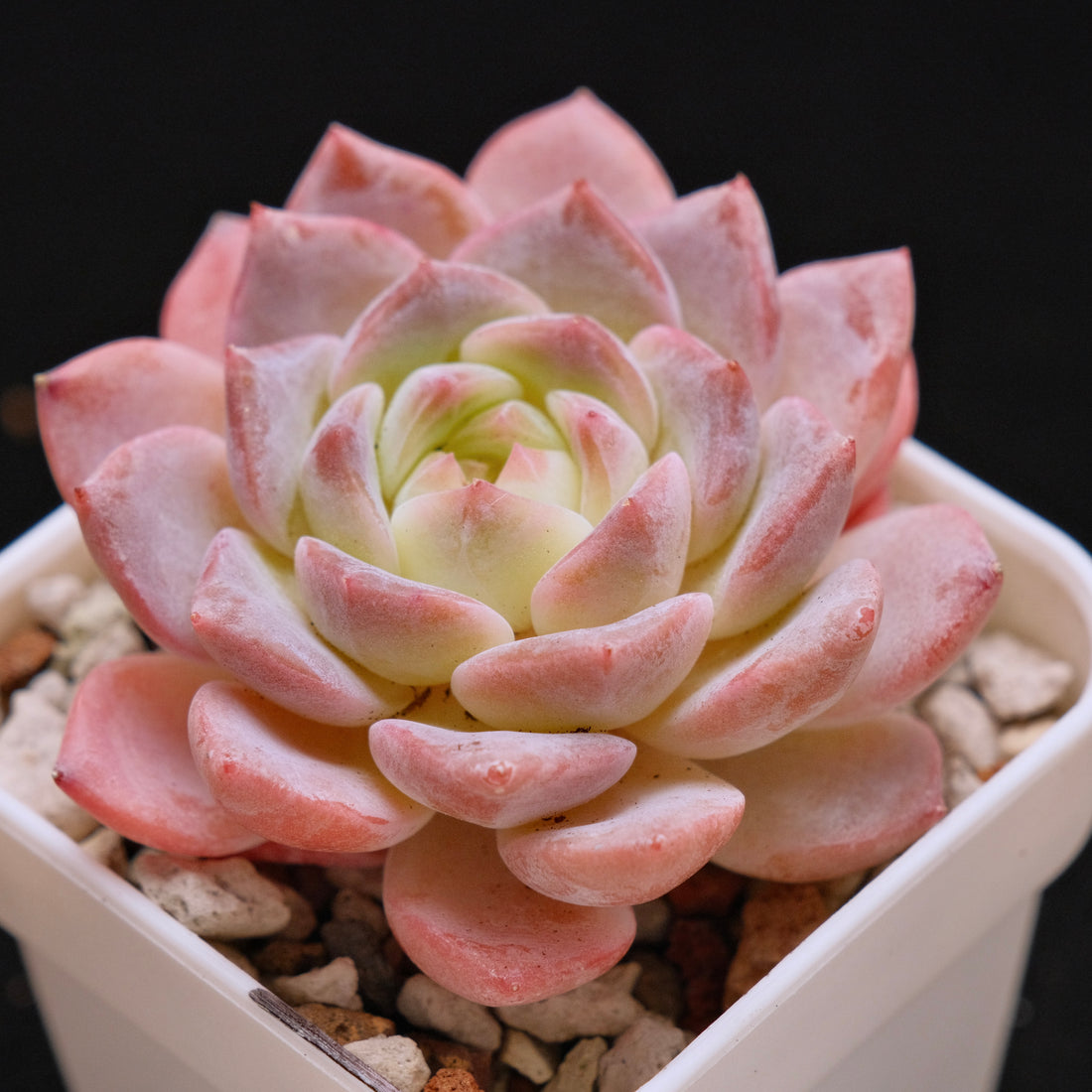 Echeveria Rosé Imported Succulent Plant *New* 月牙杂