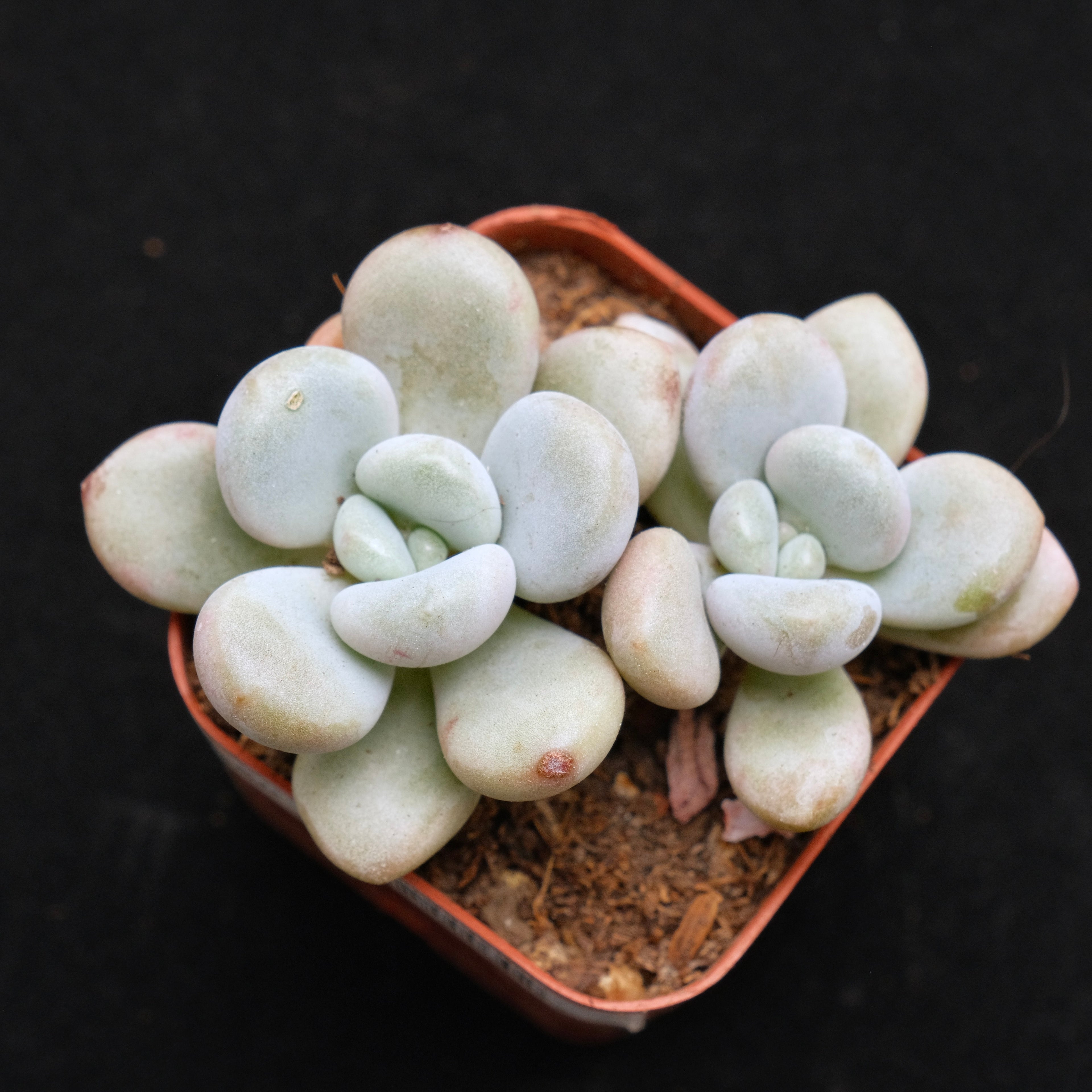 Graptoveria White Americano Korean Succulent Plant Air Magic Hybrid