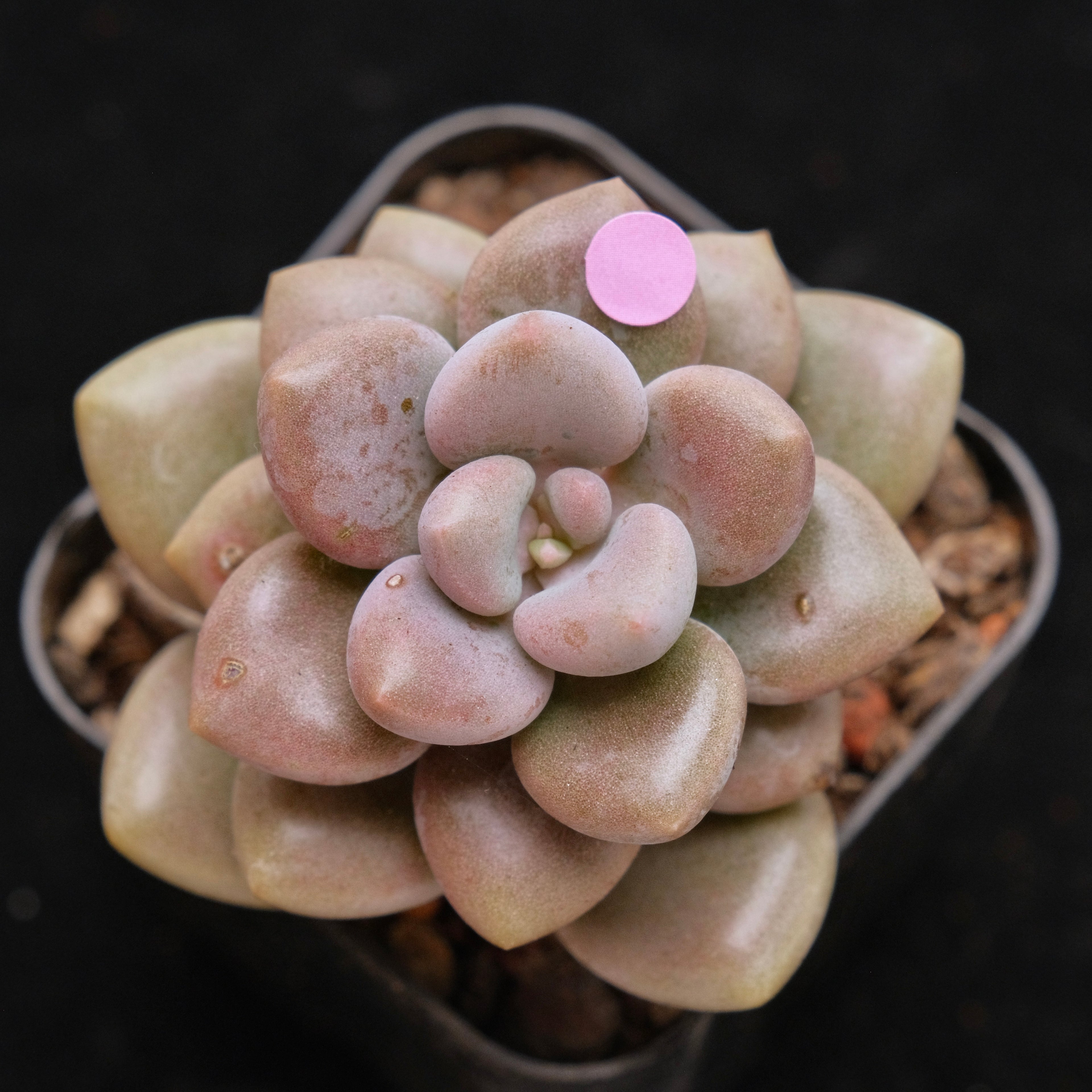 Graptosedum Indian Pink Korean Succulent Plant Air Magic Hybrid