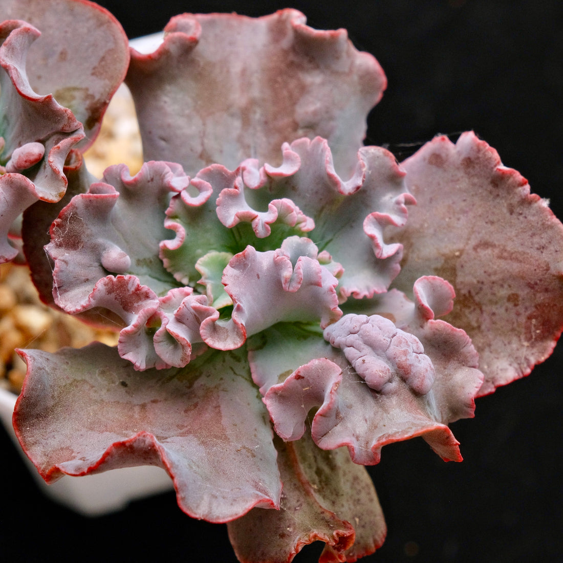 Double Echeveria Speed Bumps Korean Succulent Plant Dick Wright Hybrid