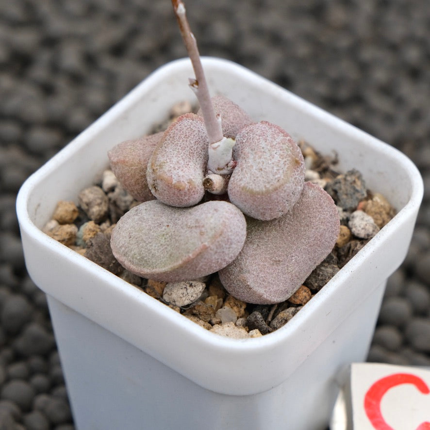 Adromischus Diana Imported Succulent Plant