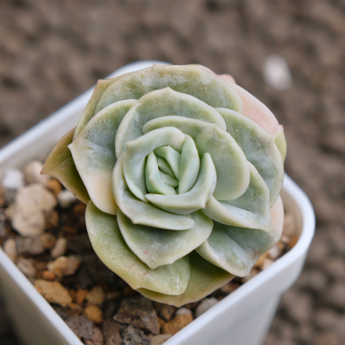 Variegated Graptoveria Lovely Rose Imported Succulent Plant