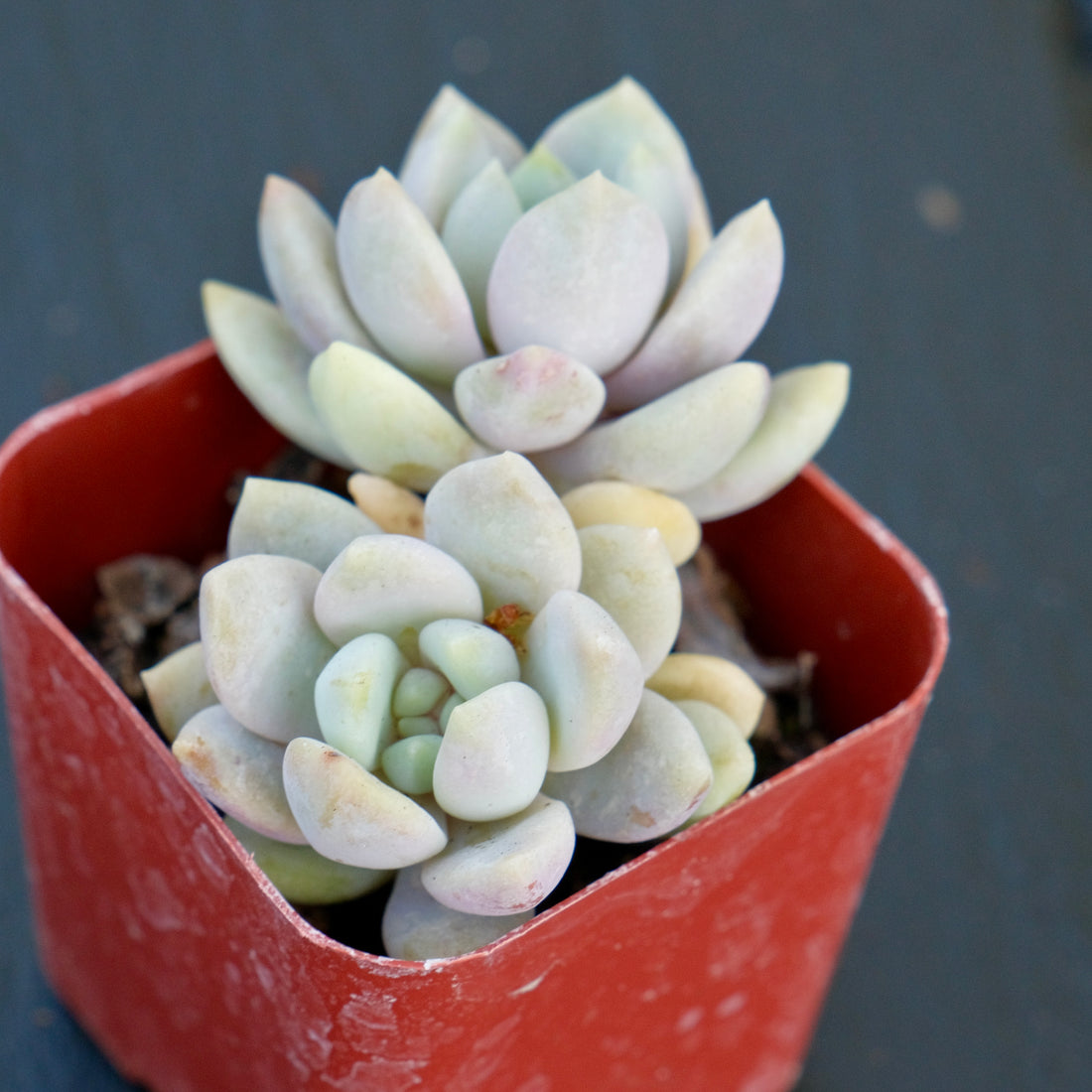 Double Sedeveria Lilac Mist Succulent Plant