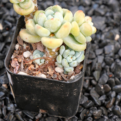 Sedum clavatum Succulent Plant