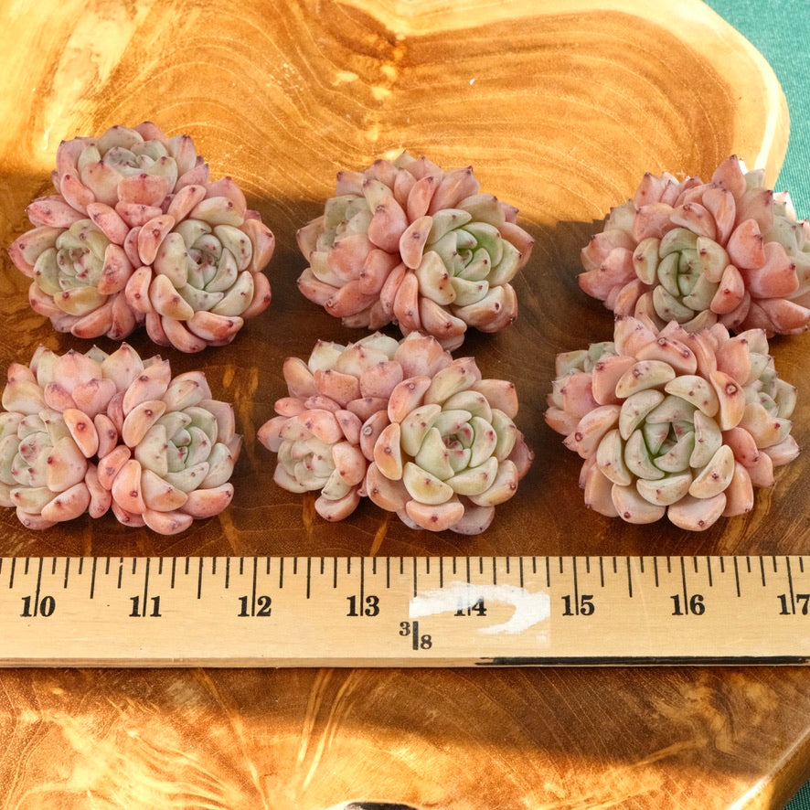 Pink Echeveria Zaragoza hybrid Imported Succulent Plant *New*