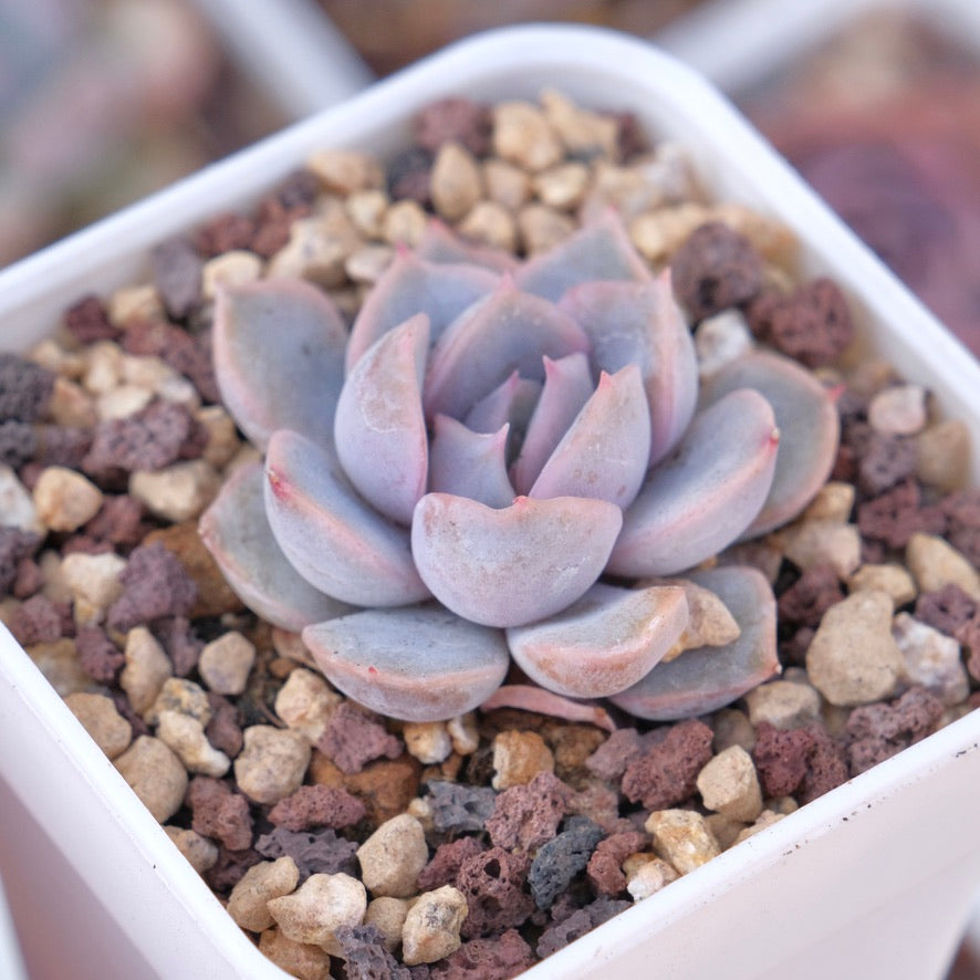 Echeveria Orion Succulent Plant