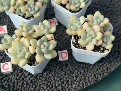 Graptosedum Bubble Gum Imported Succulent Plant