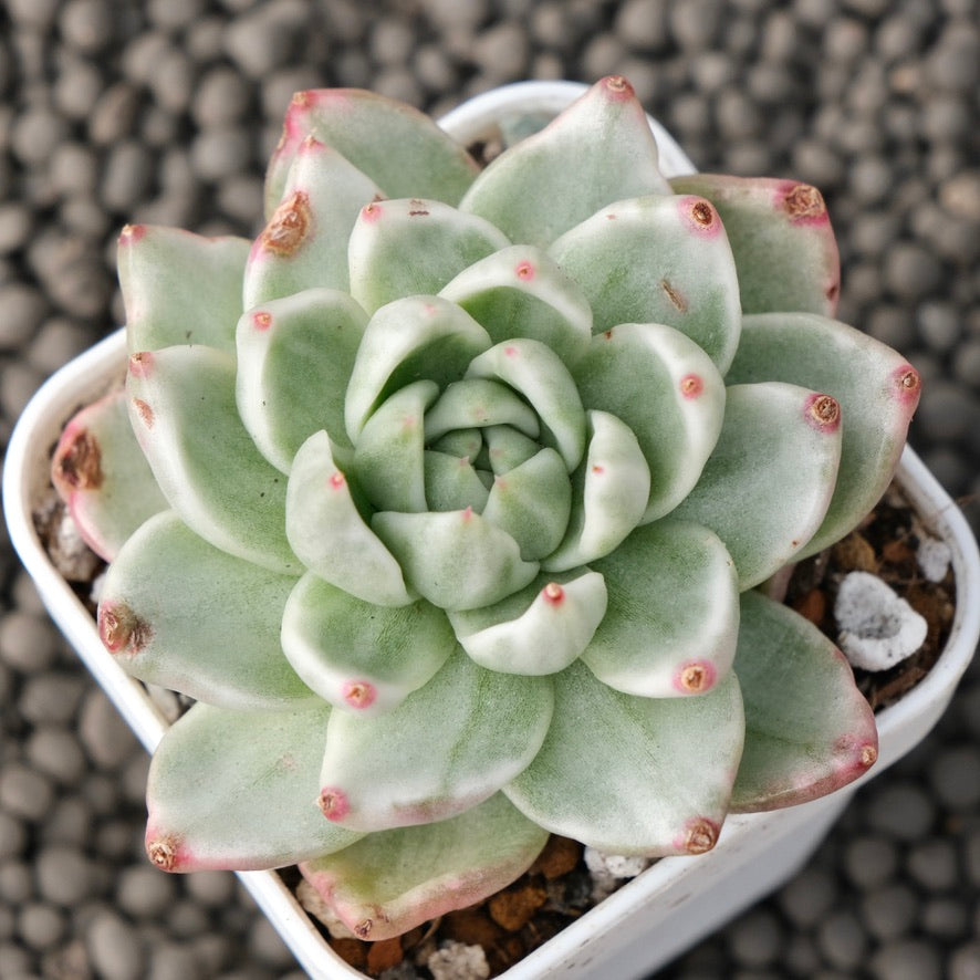 Variegated Echeveria Maria Jelly Korean Succulent Plant