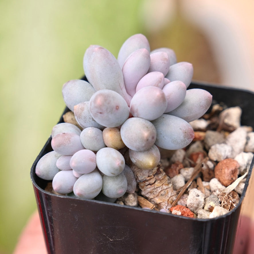 Pachyphytum Baby Fingers Korean Succulent Plant