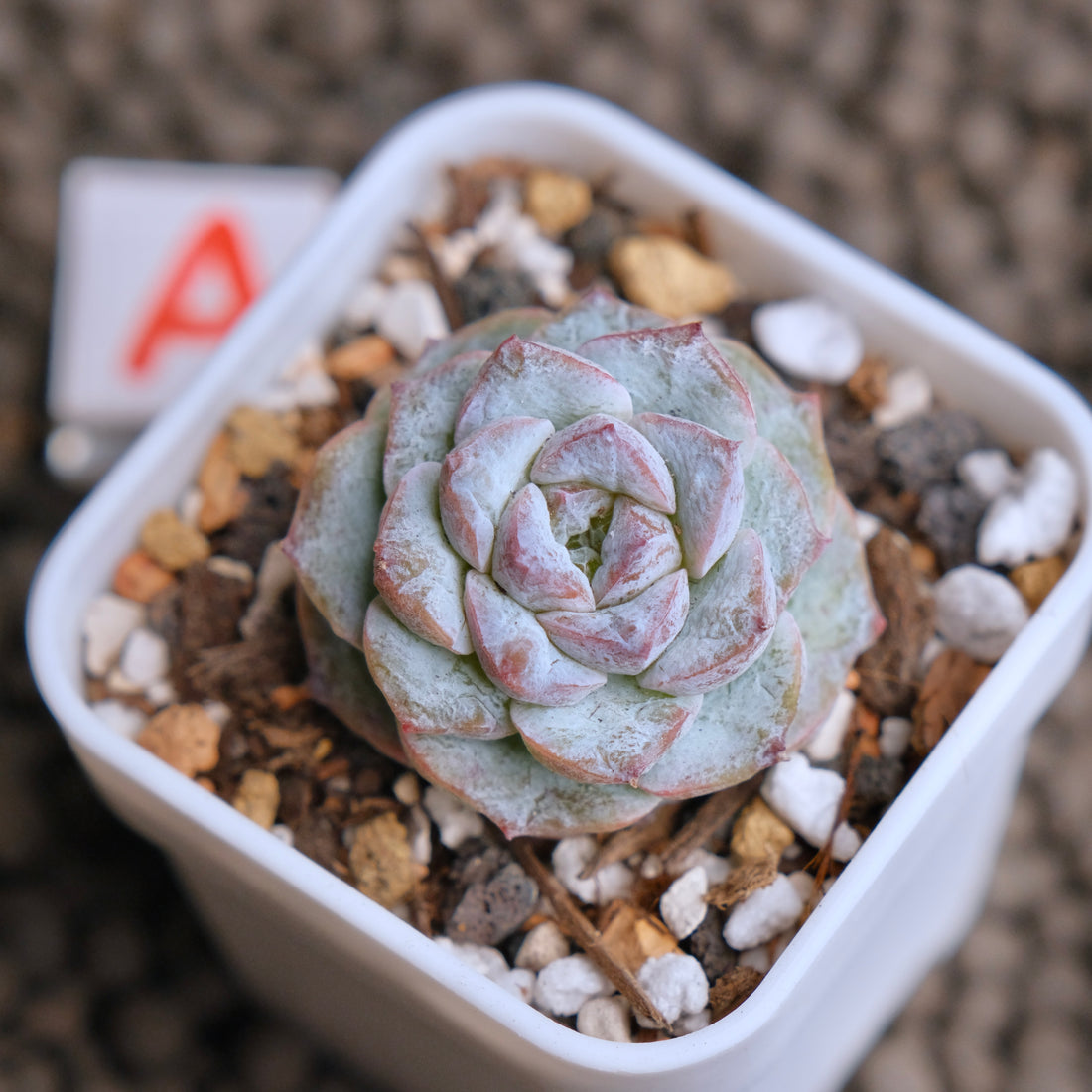 Echeveria Icy Snow (Monstrose) type B Imported Succulent Plant - A