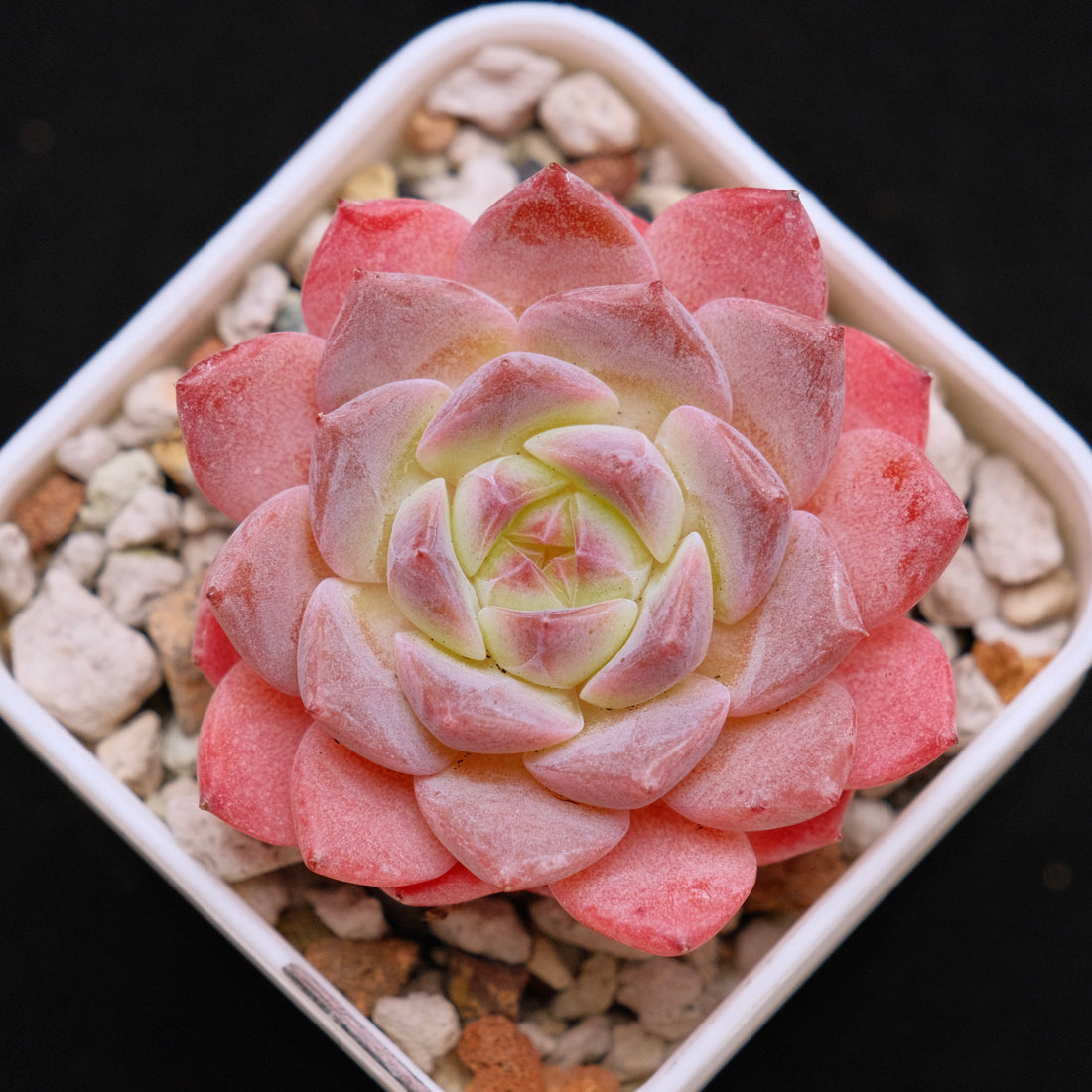 Echeveria Rosé Imported Succulent Plant *New* 月牙杂