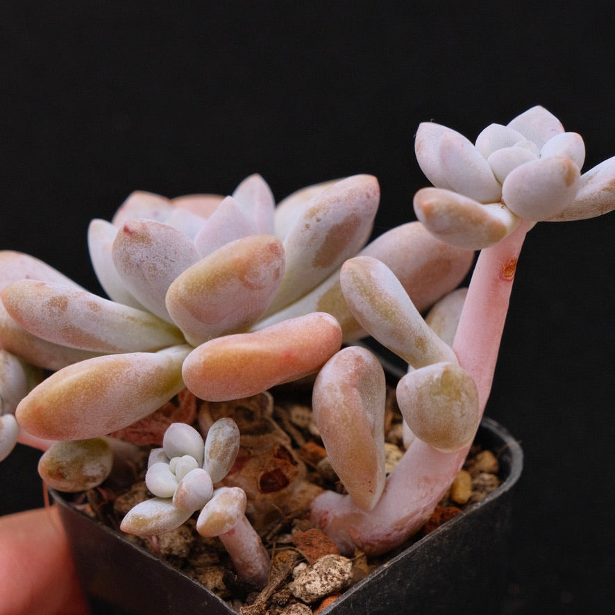 Graptoveria Queens Ball Korean Succulent Plant Air Magic Hybrid