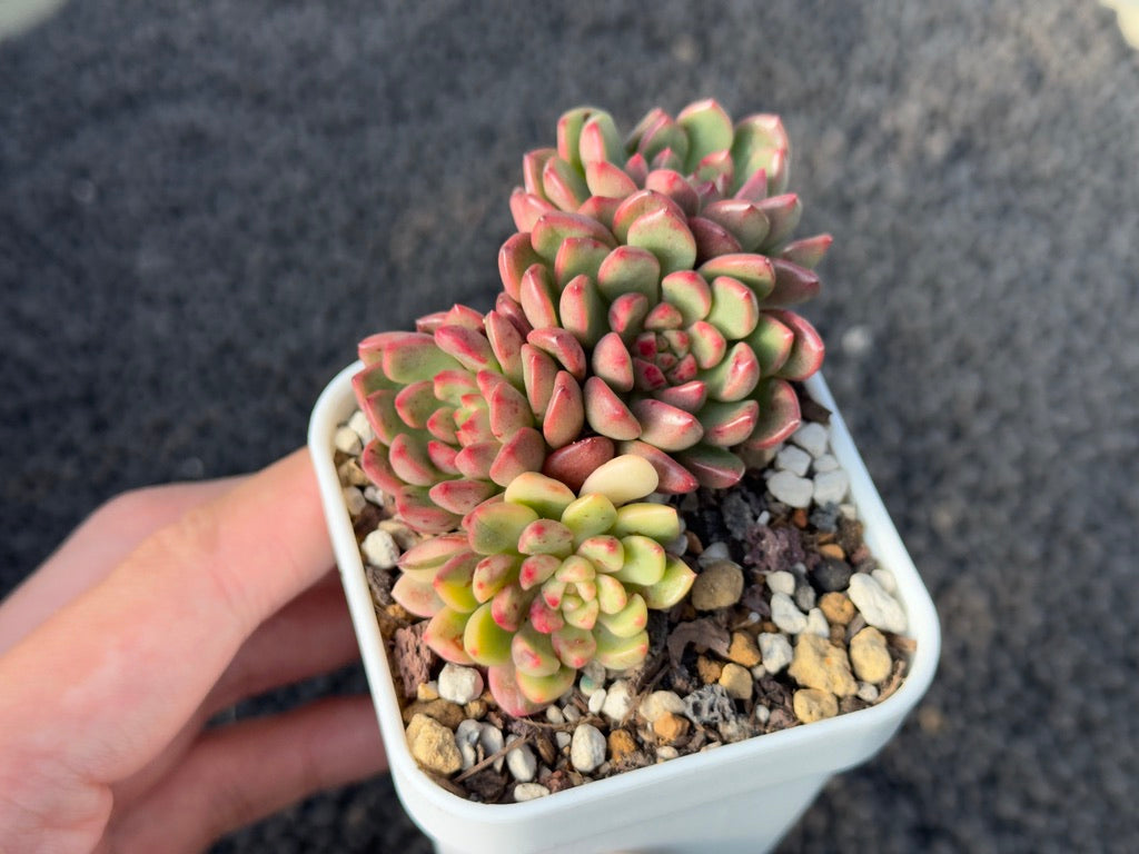 Variegated Graptoveria Pink Ruby Korean Succulent Plant