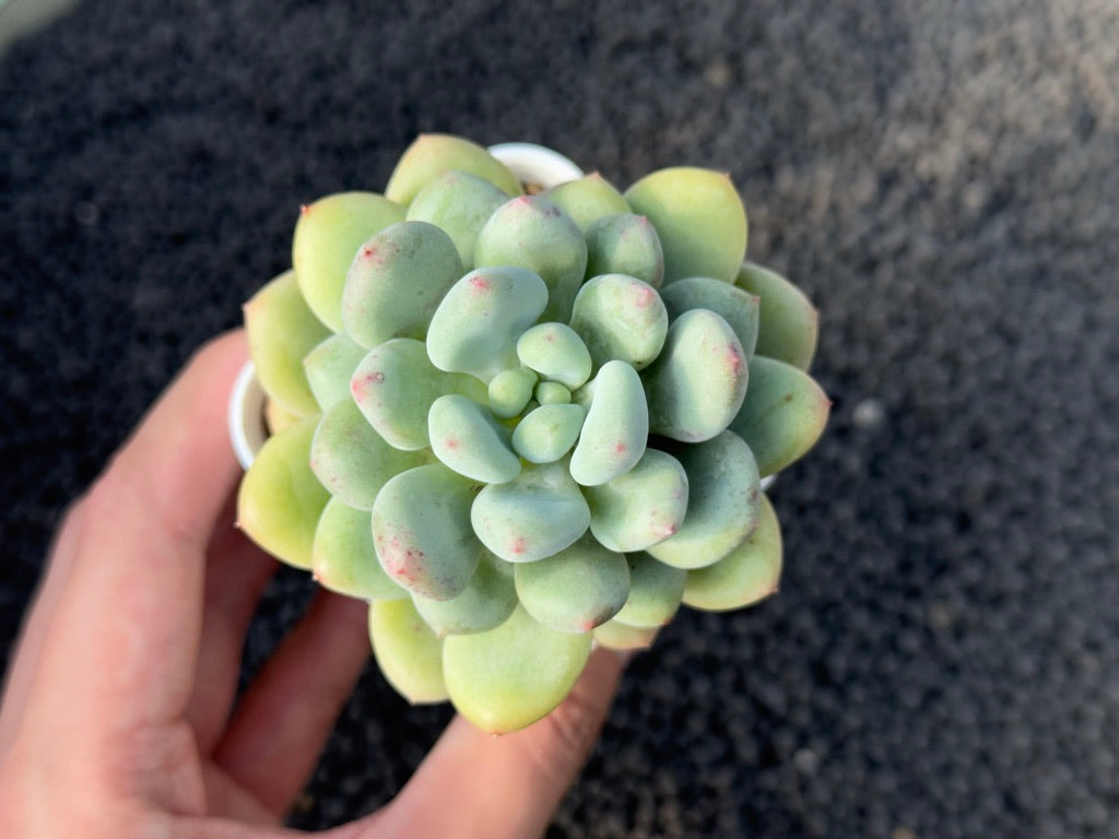 Pachyveria Sweet Symphony Korean Succulent Plant