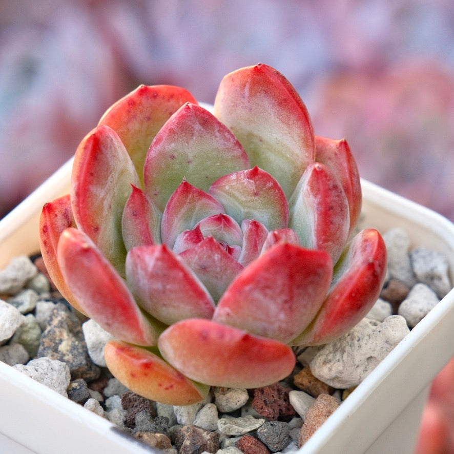 Echeveria Red Laui hybrid Korean Succulent Plant *New*