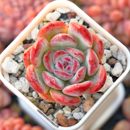 Echeveria Red Laui hybrid Korean Succulent Plant *New*