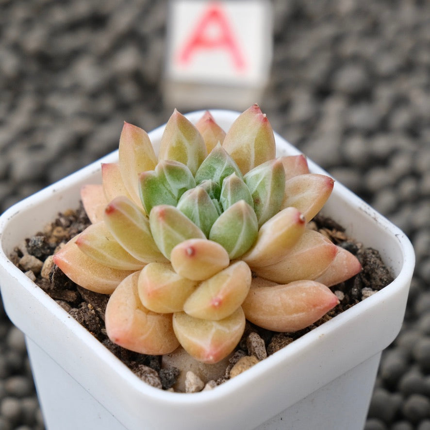 Pachyveria Unicorn Korean Succulent Plant Changhee Hybrid