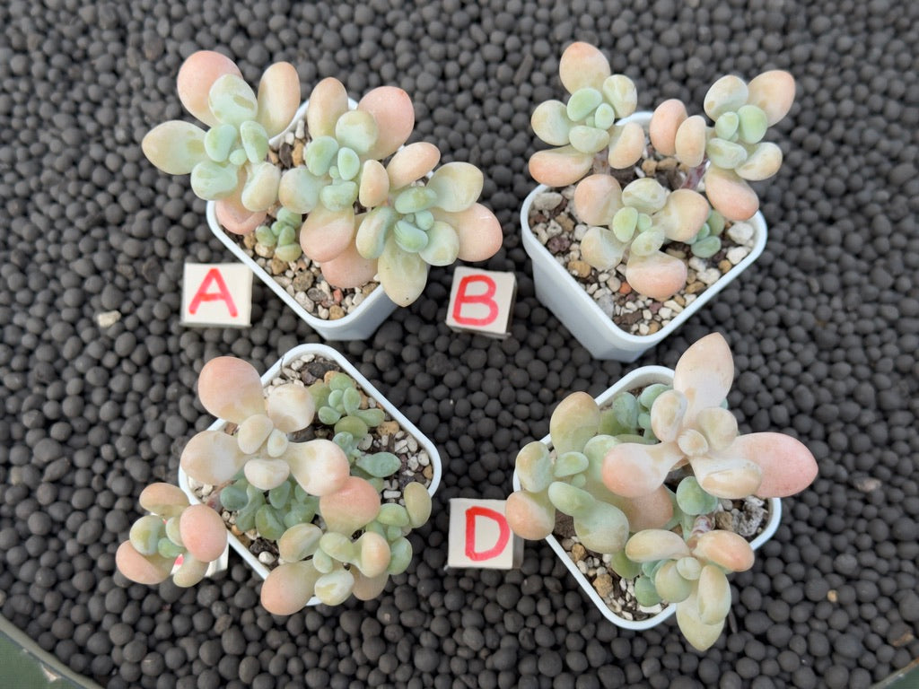 Graptosedum Jelly Finger Imported Succulent Plant