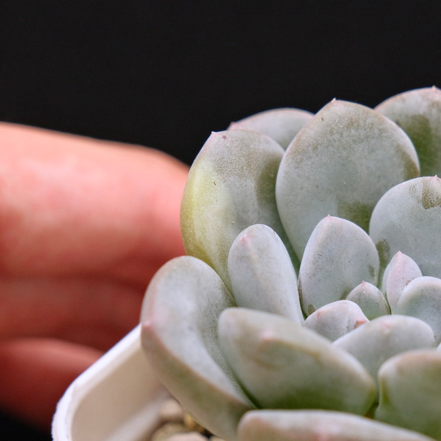 Pachyveria Gold Candy Korean Succulent Plant *New*