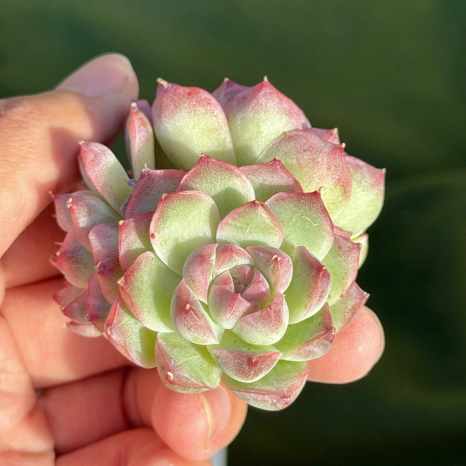 Echeveria Pink Shadow Korean Succulent Plant B *New*