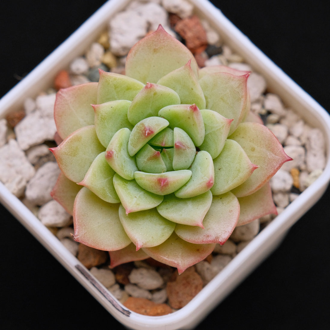 Echeveria Blue Eye Imported Succulent Plant *New* 蓝眼睛