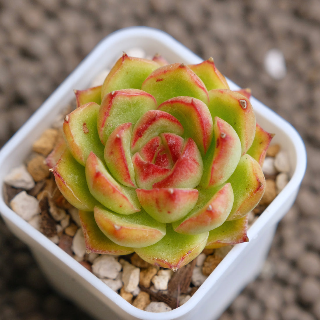 Echeveria LinLin Imported Succulent Plant