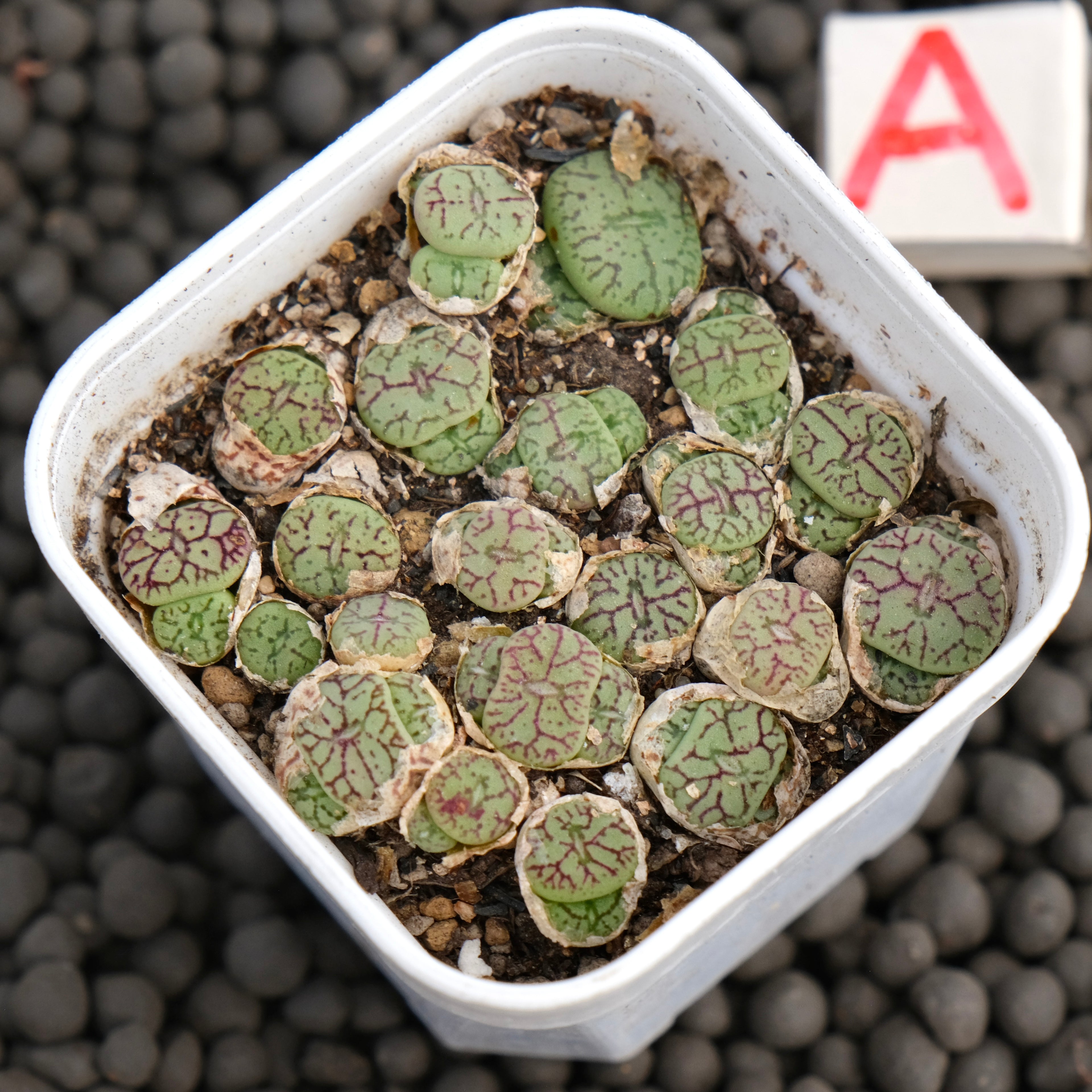 Conophytum minimum &