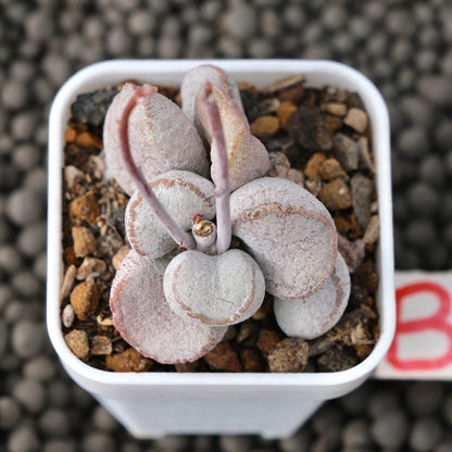 Adromischus Pink Ball Imported Succulent Plant