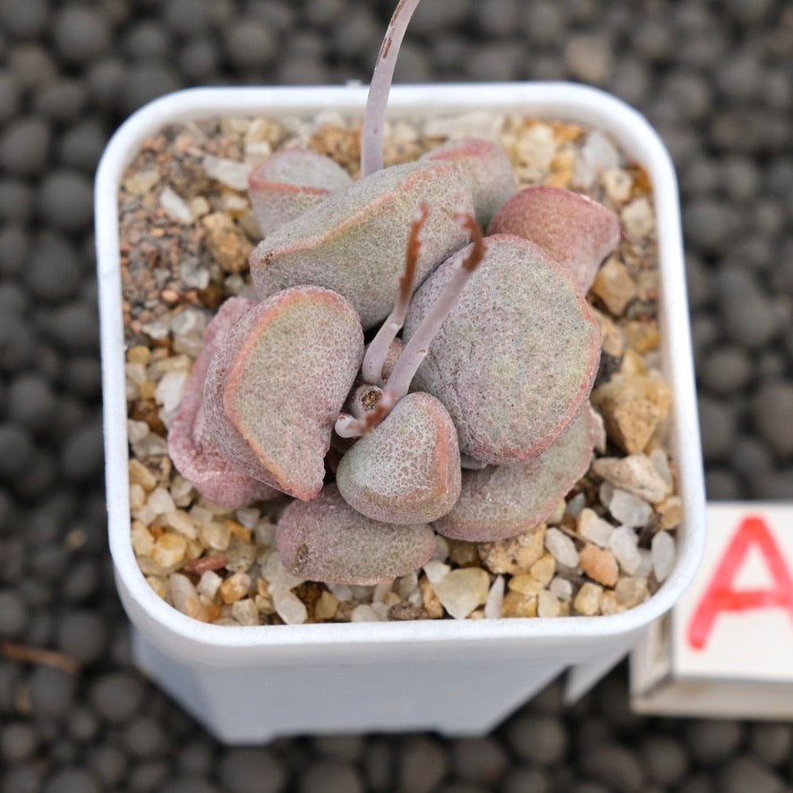 Adromischus Diana Imported Succulent Plant