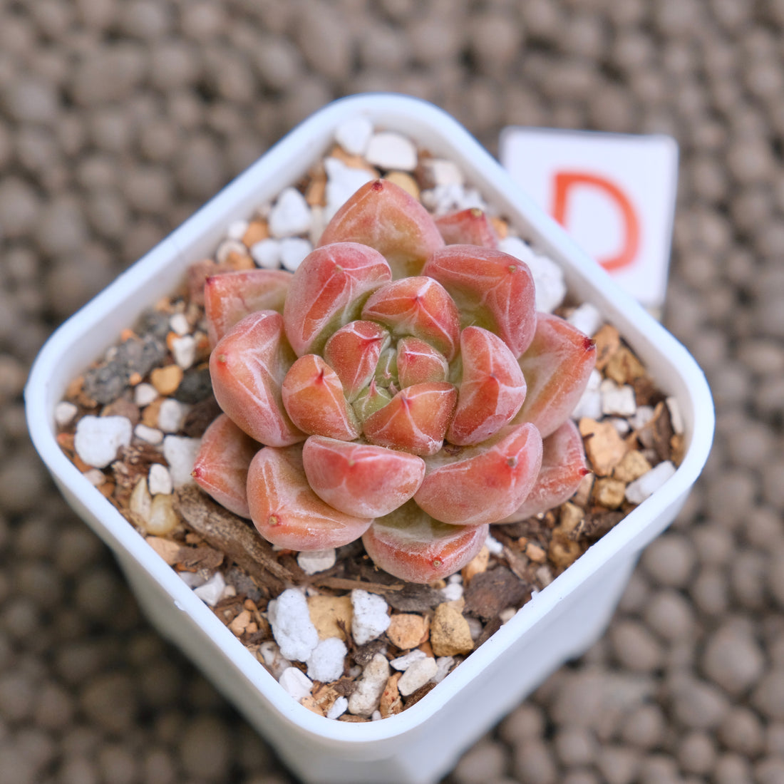 Echeveria Banksy (hwaga hybrid) Korean Succulent Plant - D