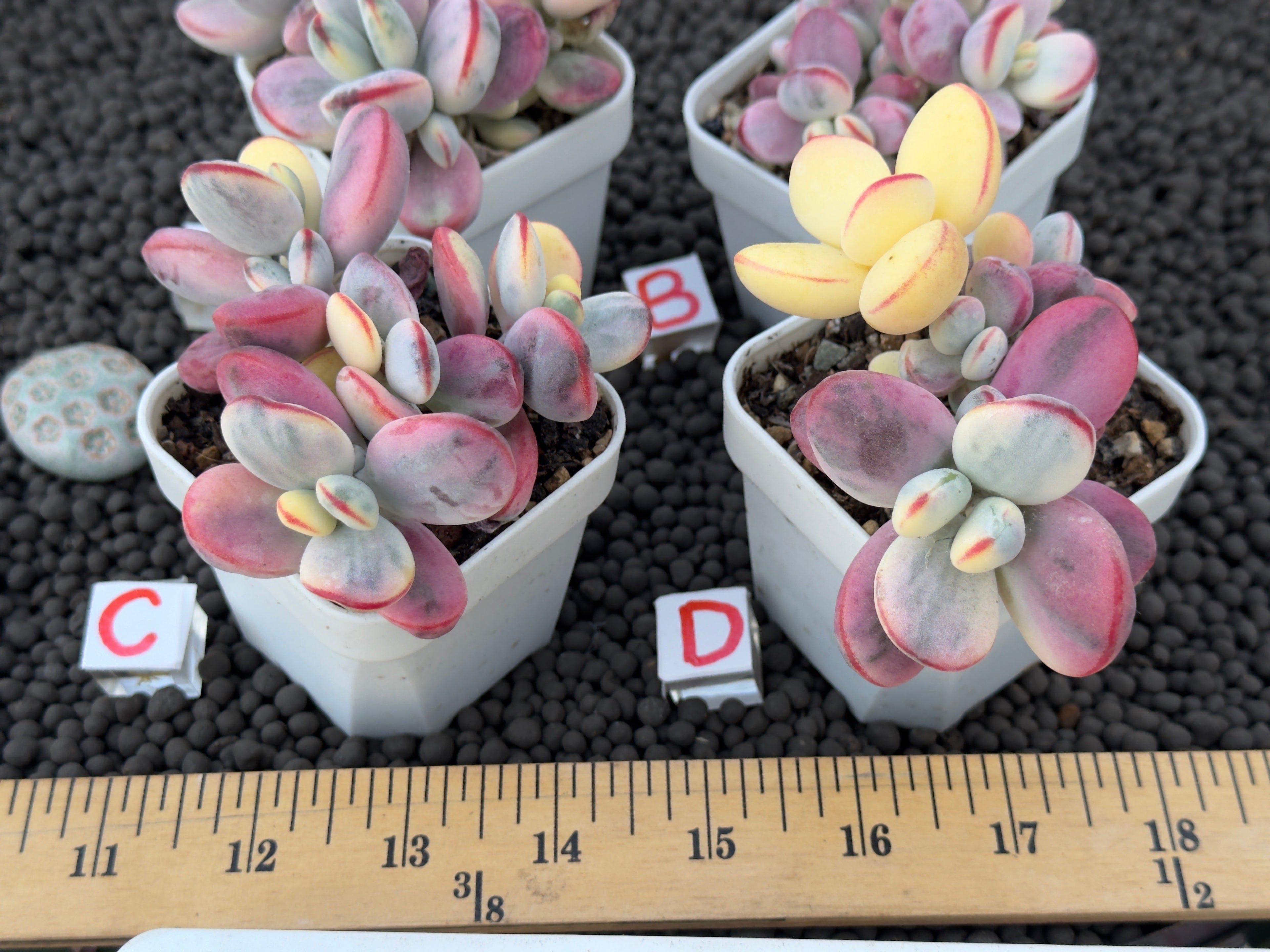 Variegated Cotyledon orbiculata Korean Succulent Plant