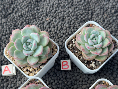 Echeveria Mighty Korean Succulent Plant