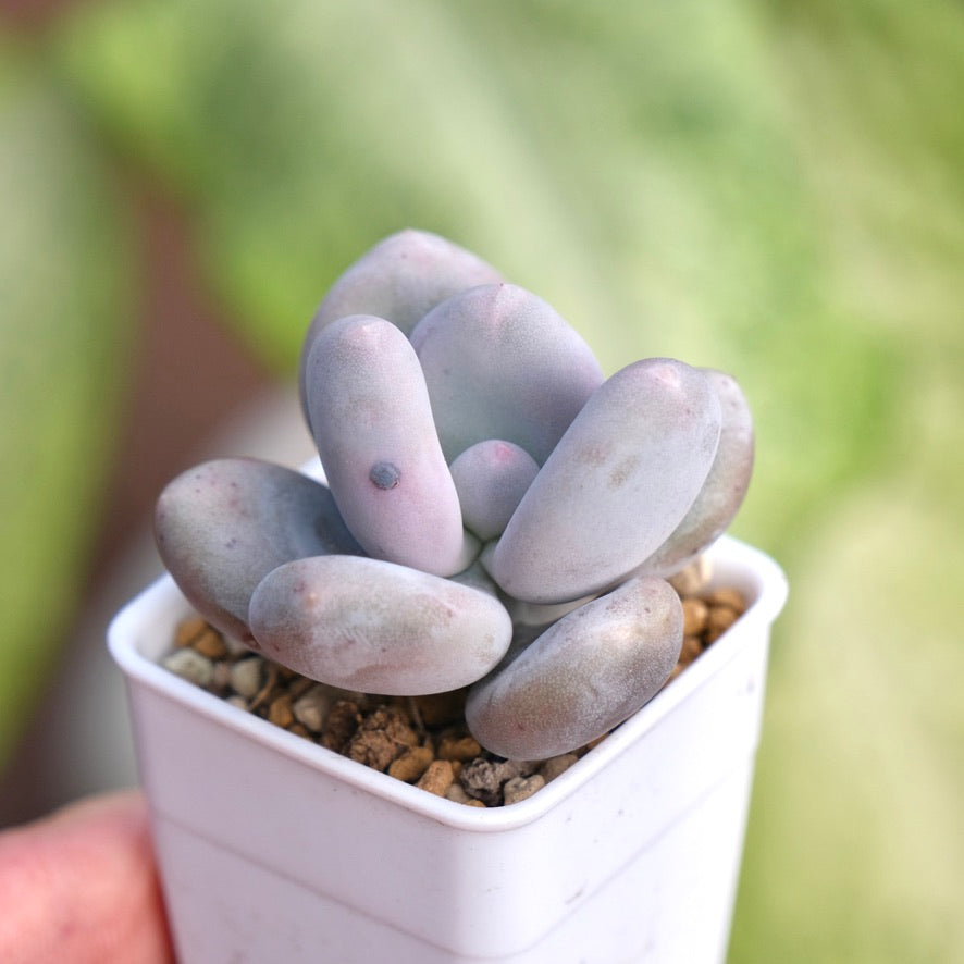 Pachyphytum oviferum Succulent Plant